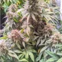 Cannabis seeds Passion Fruit® from Dutch Passion